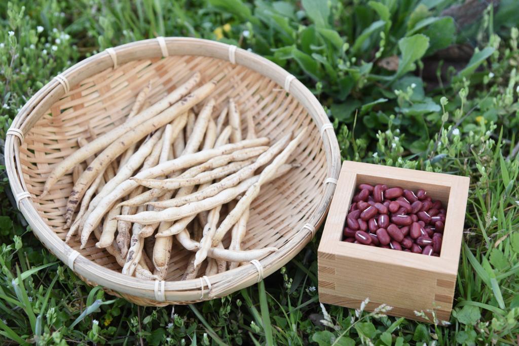 日本最大の〝幻の小豆〟 伊根の「薦池大納言」に迫る