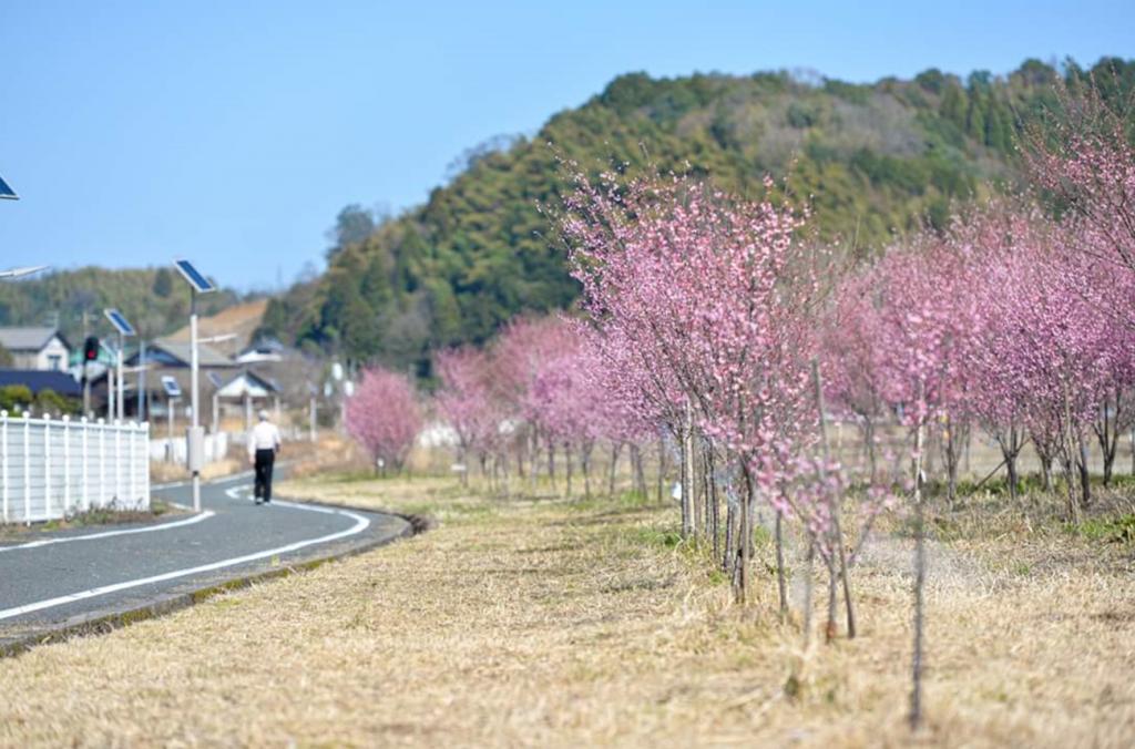 京都・与謝野を日本一の〝桜のまち〟に