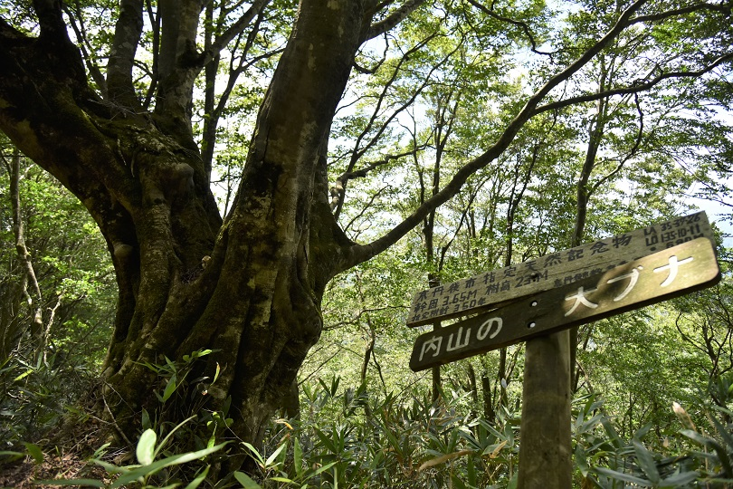 里山ブナ林が育てる生態系
