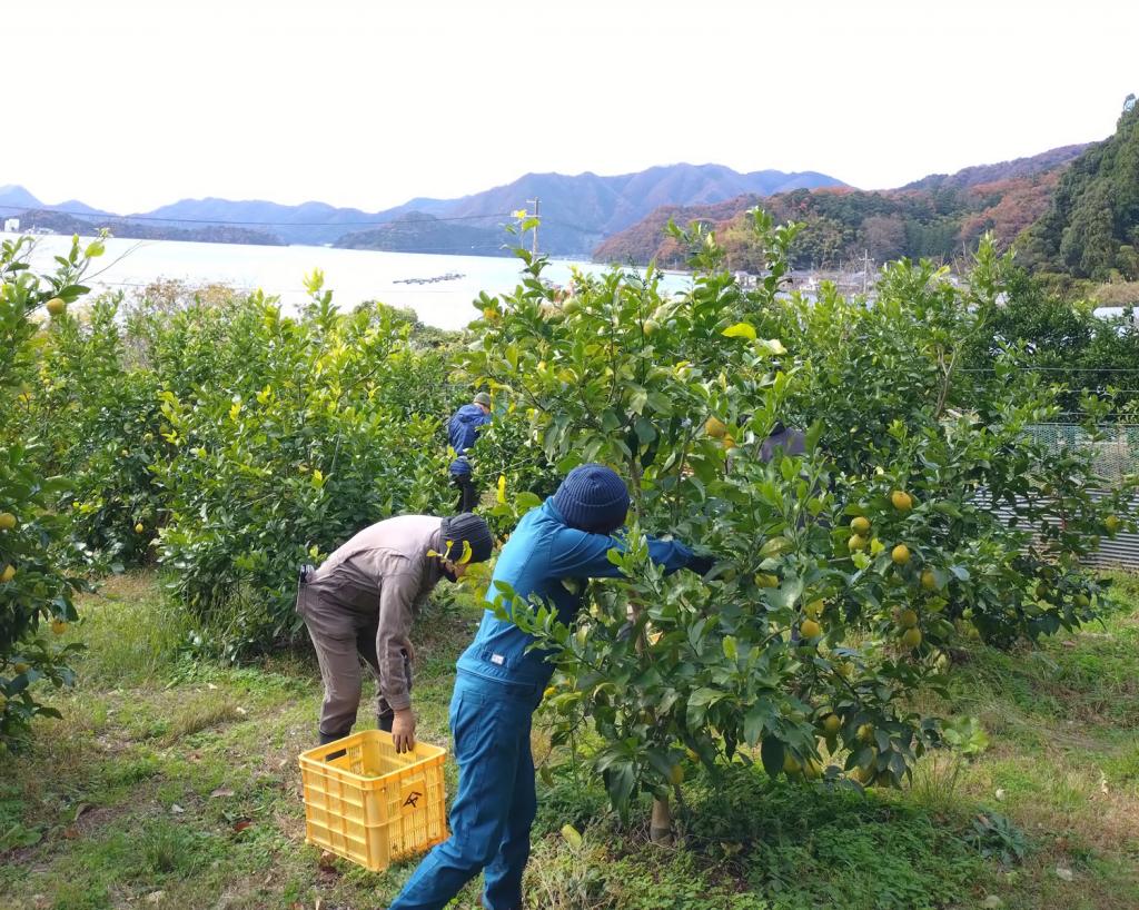 次世代につなげる農業を　「大浦パパレモン」