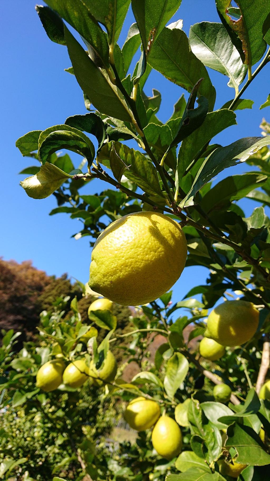 耕作放棄地を活用　商品名は「京都潮風檸檬」