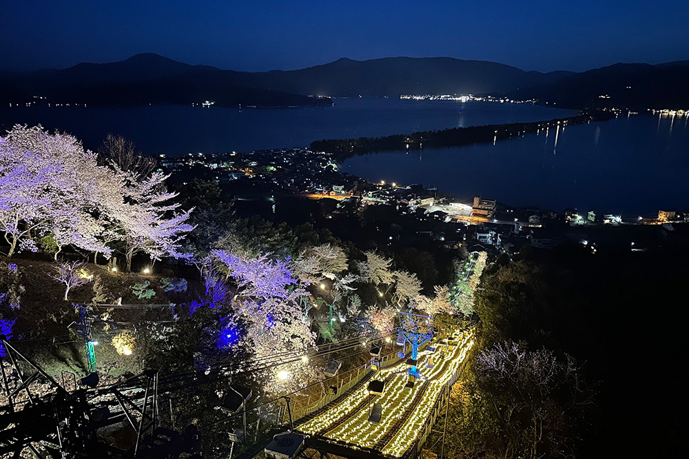 天橋立傘松公園で桜のイベント『傘彩 桜』が開催