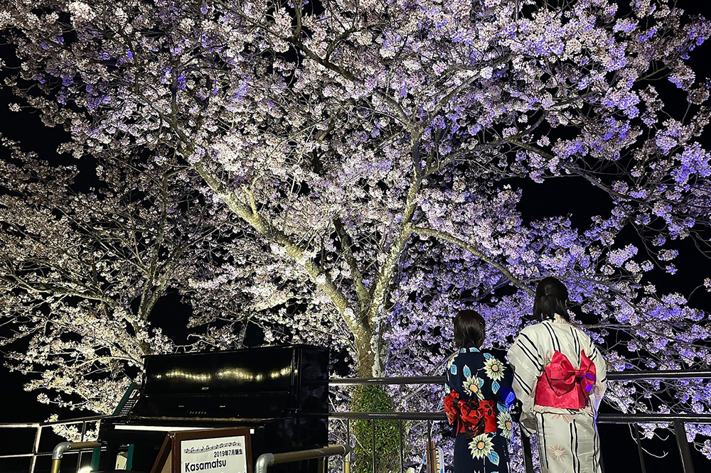 天橋立傘松公園で桜のイベント『傘彩 桜』が開催