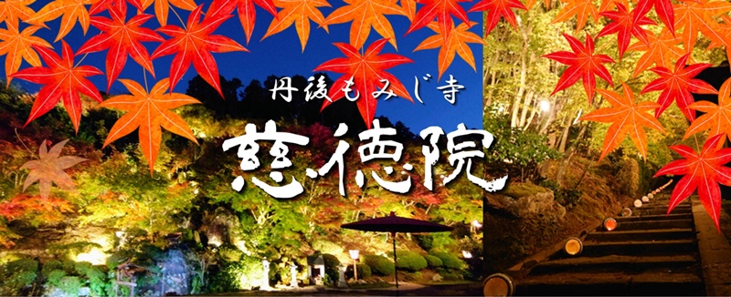 【丹後紅葉寺 慈徳院】恒例の慈徳院 紅葉ライトアップ！ 今年は11/15～11/23迄の開催が決定しました！