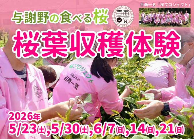 【京都よさの百商一気】 5/23.30.6/7.14.21「与謝野の食べる桜」 桜葉収穫体験 予約受付中！