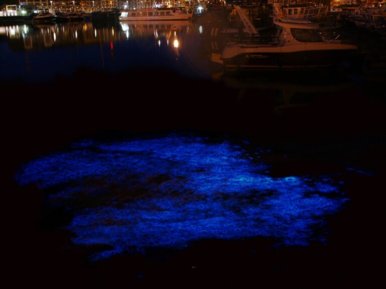 遊覧船でめぐる伊根湾の夜光虫ウォッチングツアー開催