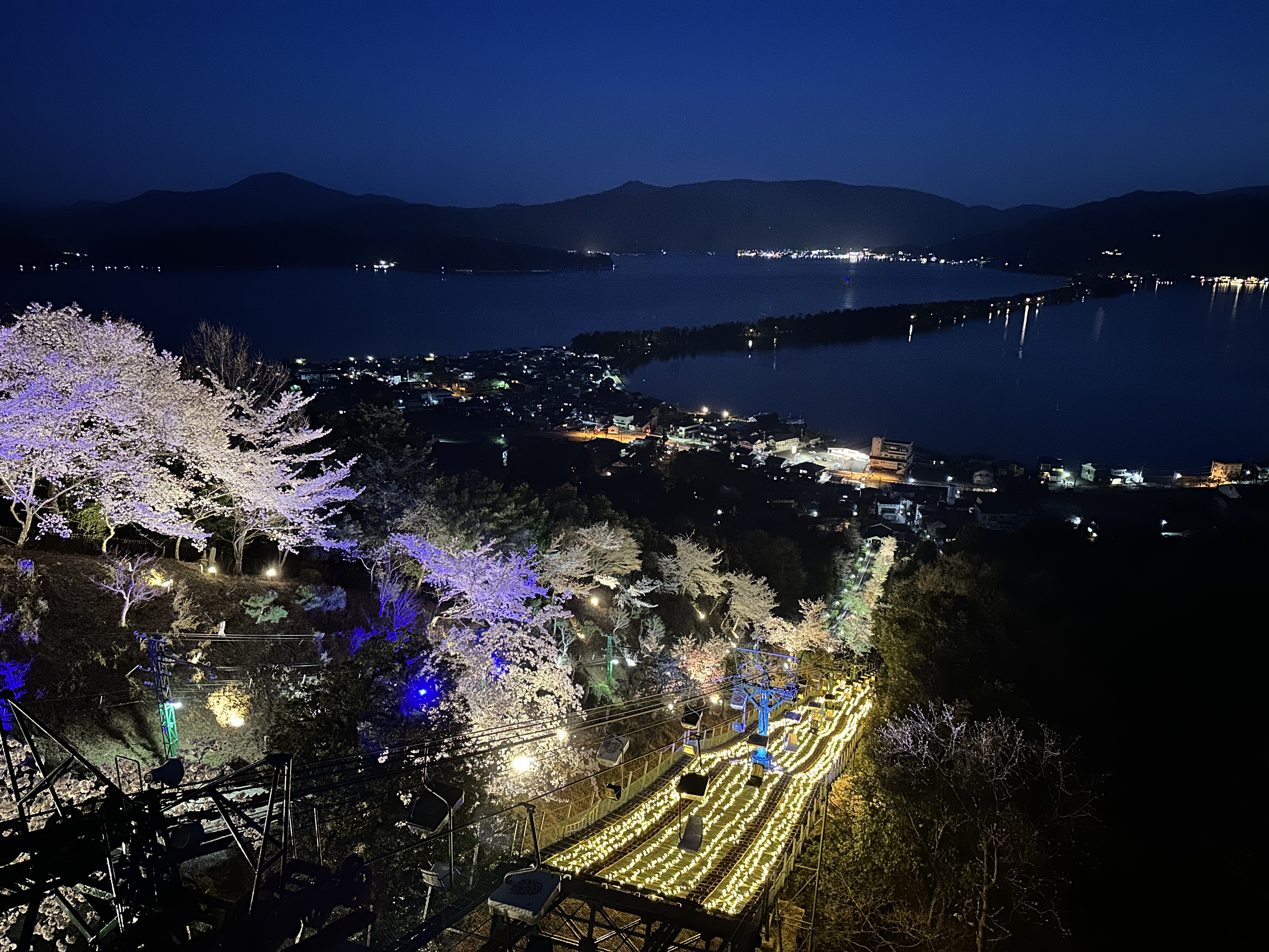 ＜中止になりました＞天橋立・傘松公園ライトアップ「傘彩桜」