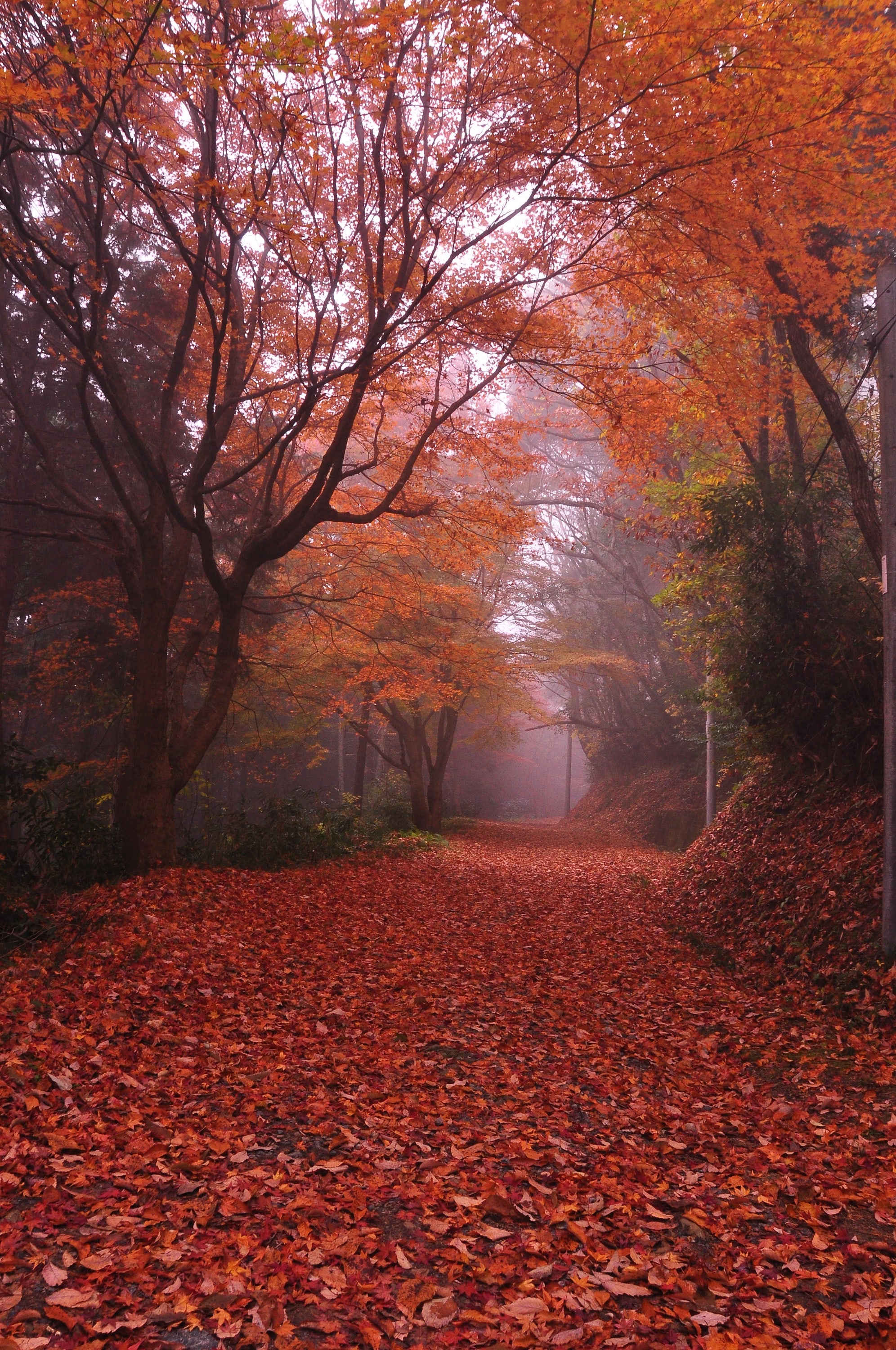 「秋の道」