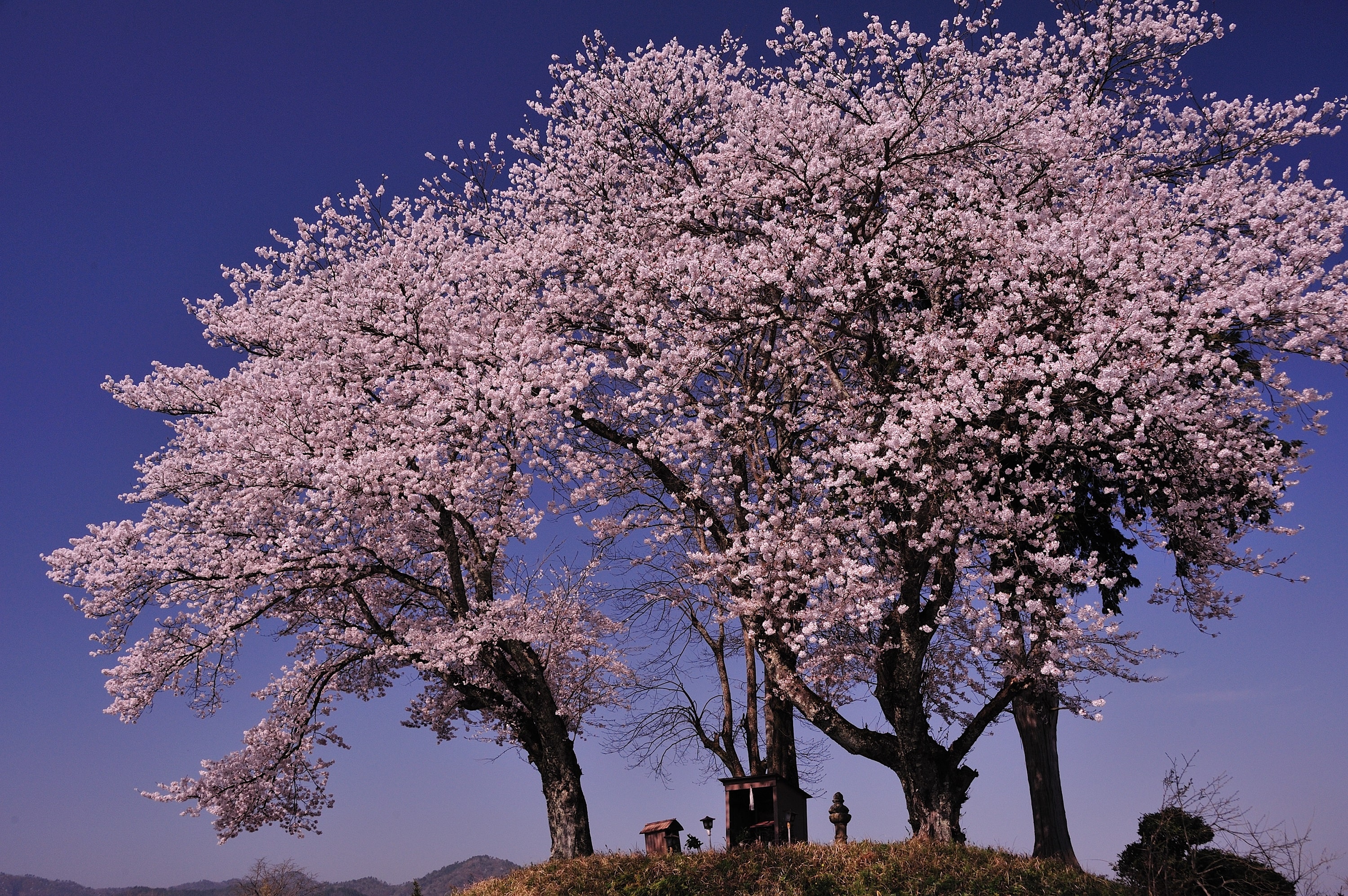 「鎮守の桜」