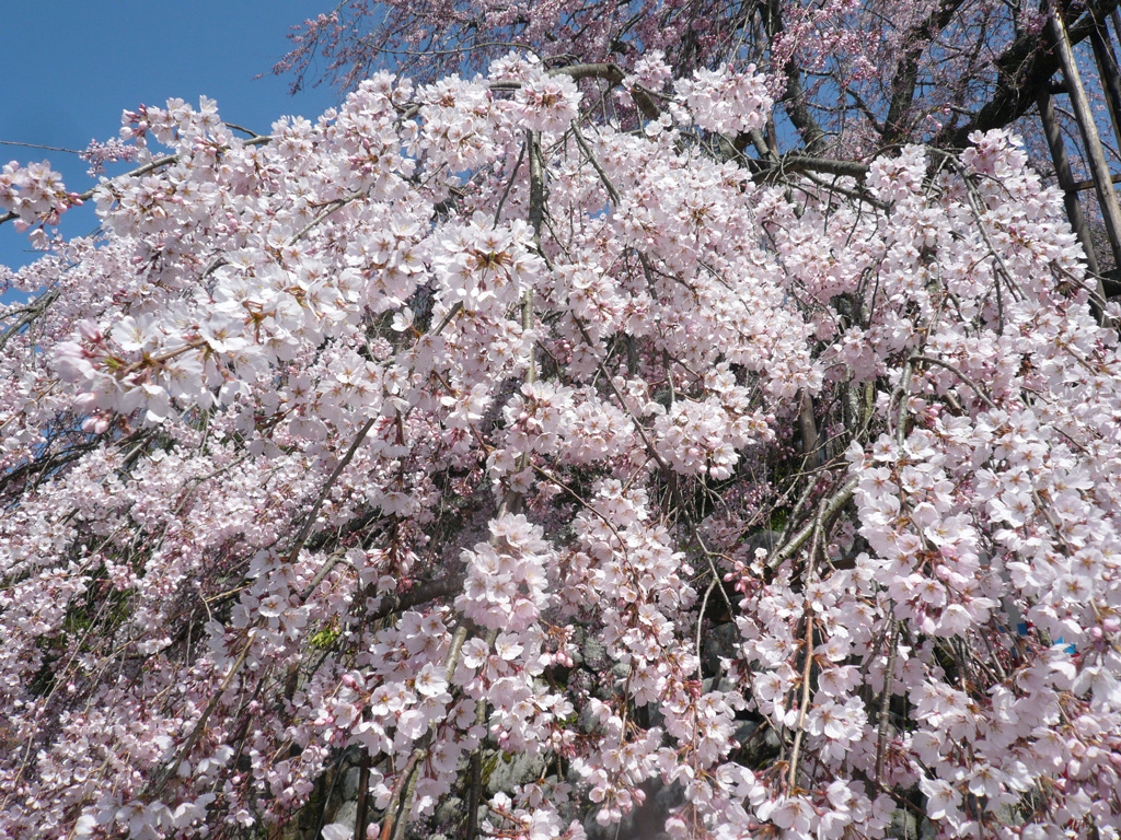 吉田のしだれ桜（瑠璃寺）