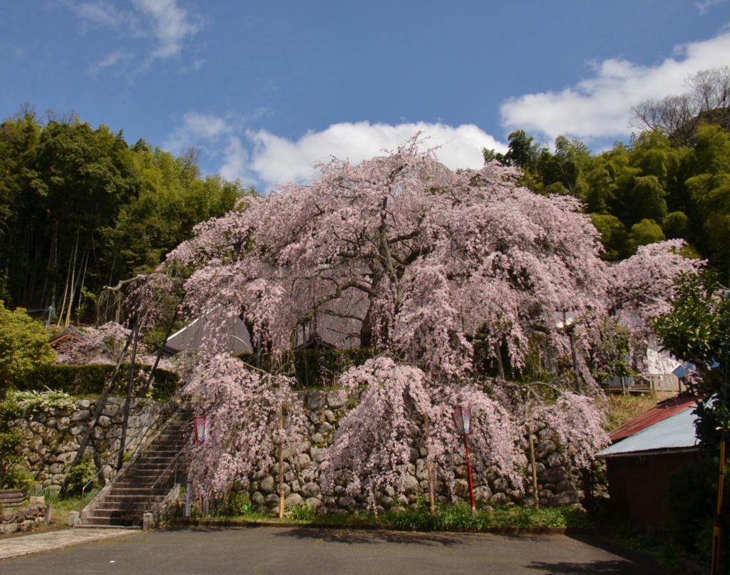 吉田のしだれ桜（瑠璃寺）