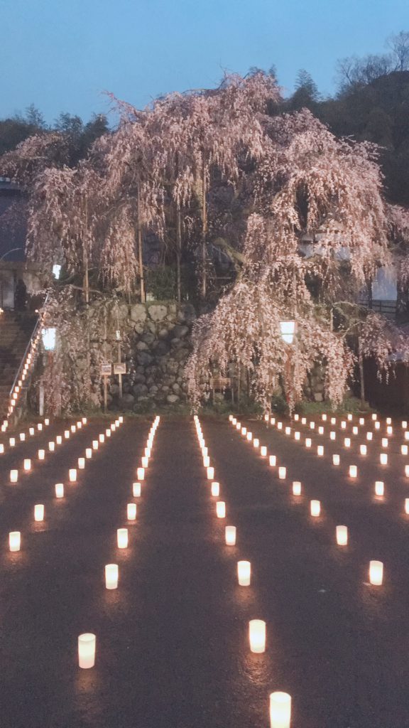 吉田のしだれ桜（瑠璃寺）