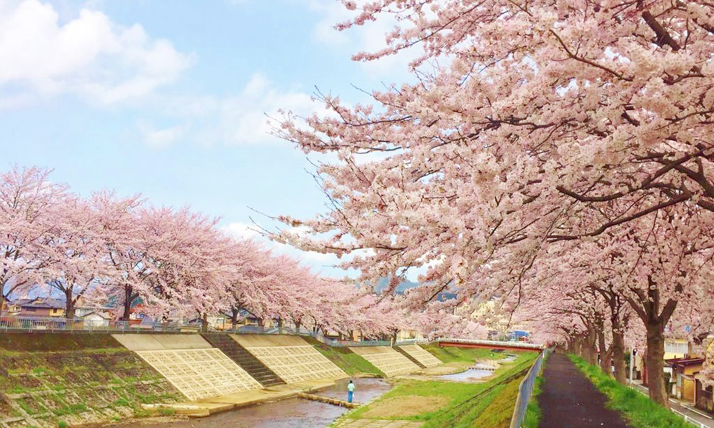 綾部、福知山、舞鶴　〜京都中丹・春のお花めぐり〜