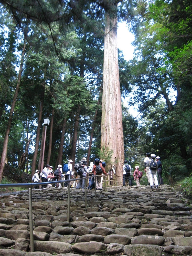 元伊勢内宮皇大神社　麻呂子杉