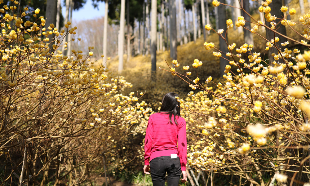 ミツマタ群生地（3月下旬～4月中旬）