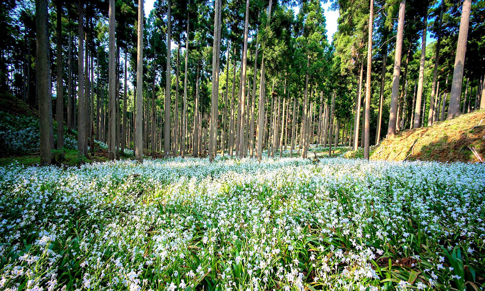 シャガ群生地（4月下旬～5月中旬）
