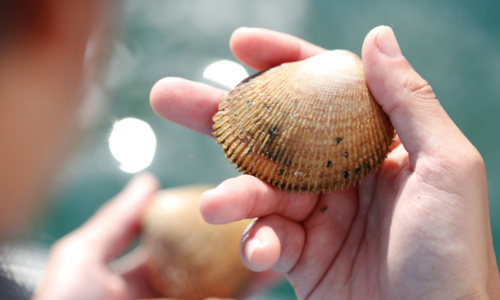 初夏の贅沢 丹後とり貝 特集 海の京都観光圏