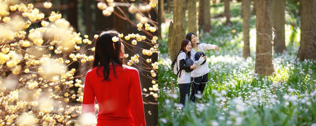 関西からドライブ・ツーリングで
春の「京都・綾部」花の群生地と地産グルメのモデルコース