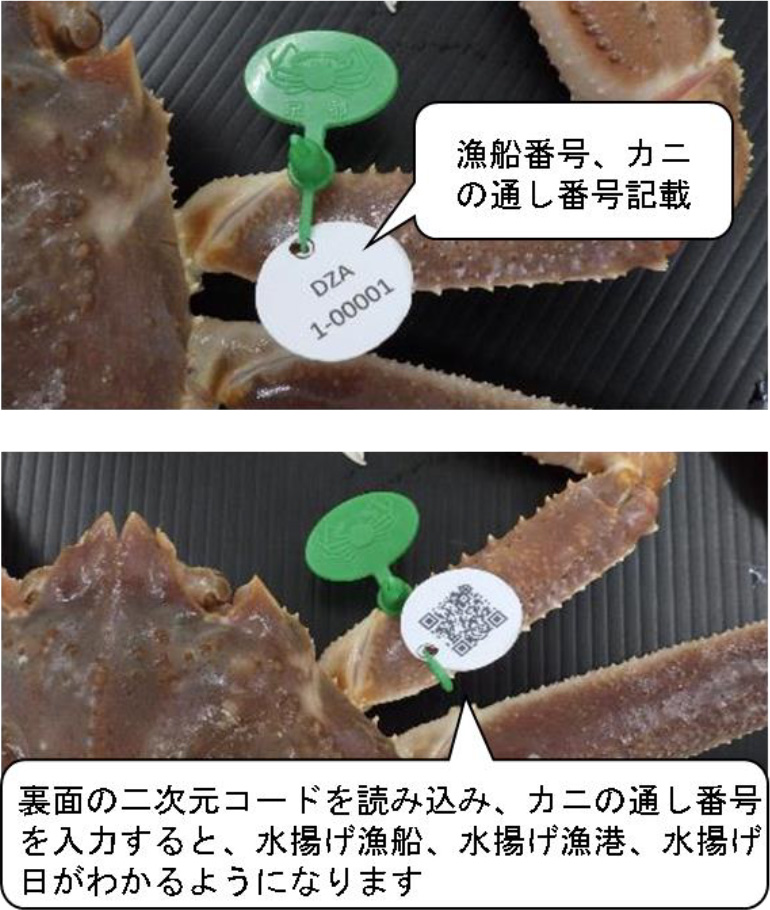 ズワイガニのタグ管理について