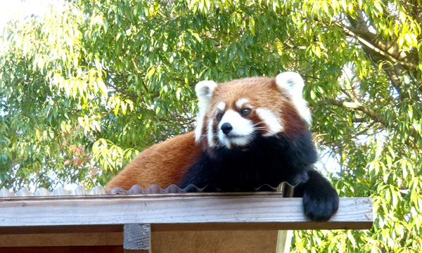 福知山市動物園／三段池公園（福知山市）