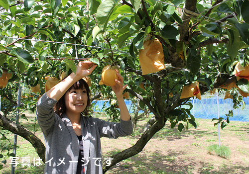 季節で楽しむフルーツ狩り体験