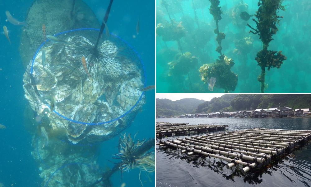 5月～8月が旬！育成「岩がき」を食す